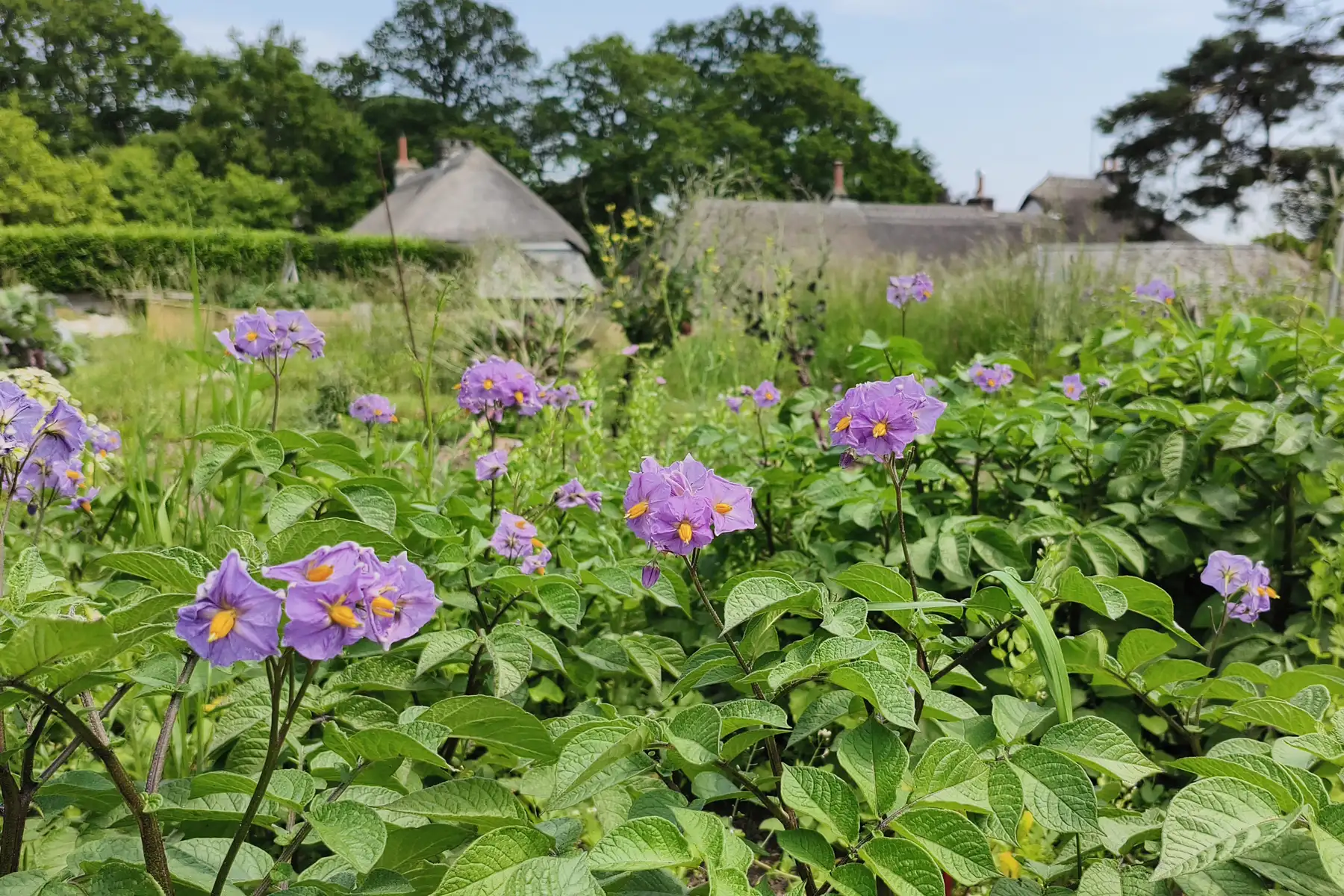 Potato plants in full purple flower on an allotment bed, with thatched village rooftops and trees behind
